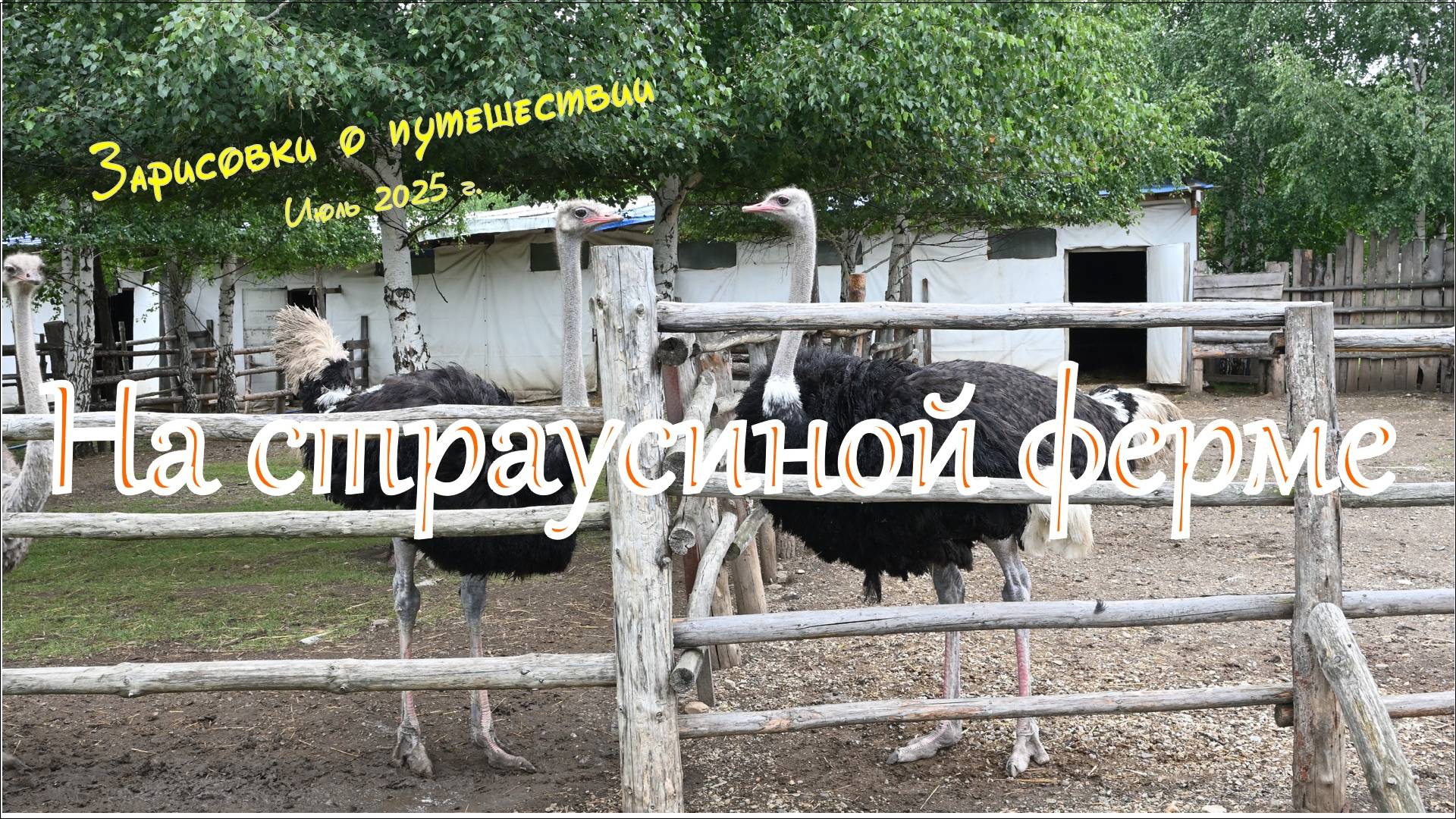7-На страусиной ферме. Зарисовки о путешествии 2025 г.
