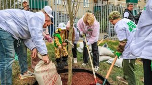 20 серебристых тополей и 10 яблонь вырастут на территории новой начальной школы в Пироговском