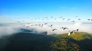 далеко журавли улетели.