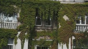 Виноград на улицах Севастополя.