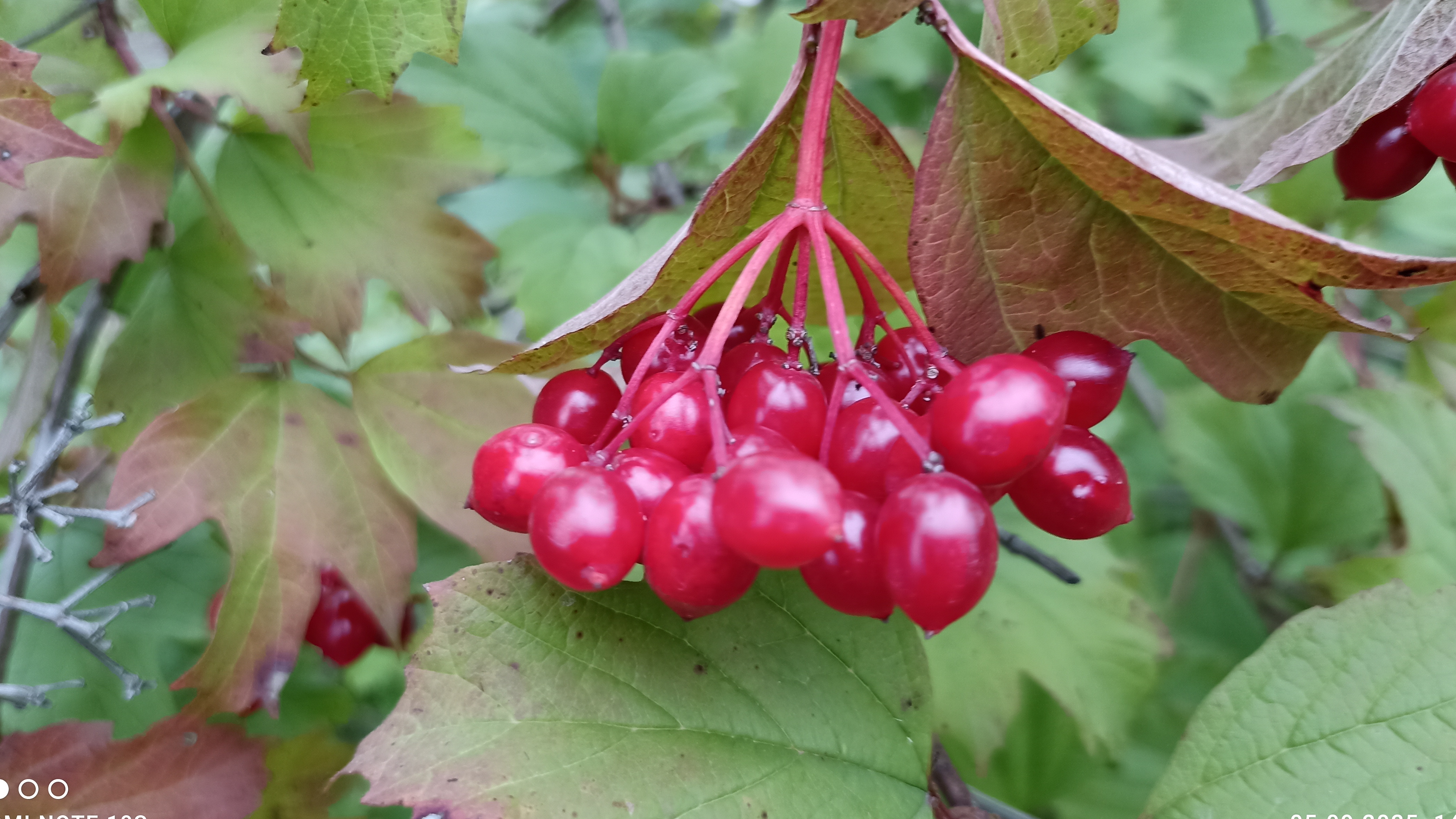 Калина красная. Душевный шансон.