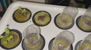 Эксперимент с гидропонной установкой продолжается.