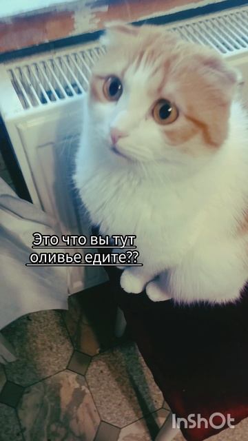 Оливье в сентя. ре, блин🐯