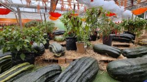 Овощи-гиганты в Аптекарском огороде