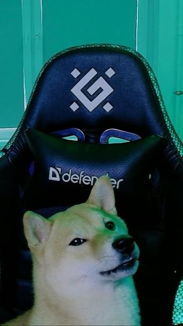 🐢На канале новый стример!