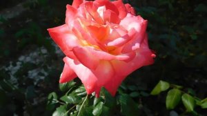 21..09..2025  кмр   (30)