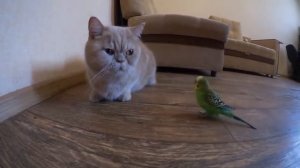 Говорящий попугай общается с котом