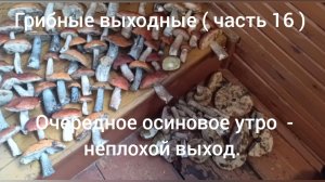 Осенний сезон сбора грибов 2025. ( грибные выходные часть 16 )