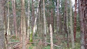 Леса в заповеднике Завидово