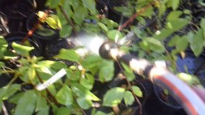 Помощь родителям - полив саженцев ЗКС