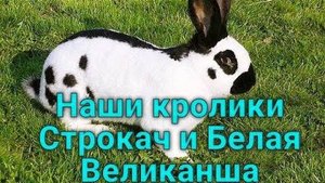 Наши старшие кролики и немного про линьку