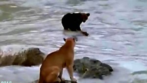 Не сдавайся никогда!