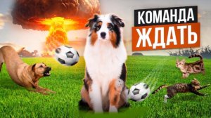 Учим собаку команде ждать!