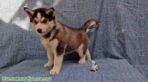 Предлагаем голубоглазую, черно-белую, девочку щенка хаски, родилась 22 июля 2025 года