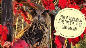 Сова Ёль снова вышла украшать собой окружающий мир! Наслаждаемся последним летним днём этой осени