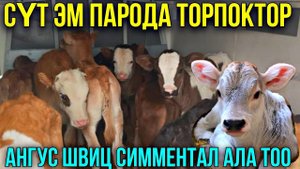 ПАРОДА ТОРПОКТОР ЖОЛГО ЧЫКТЫ  #байтв