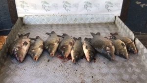 улов карпа на большом водоёме