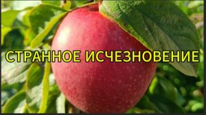 Странное исчезновение