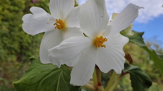 Не виноватая я, он сам пришел или очередные байки островитянки #надежда #приключение #островитянка