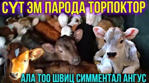 СРОЧНО АЗЫР ЭЛЕ ЖОЛГО ЧЫКТЫ НООКАТКА БАРАТ #байтв