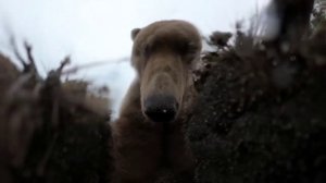 Любознательный медведь