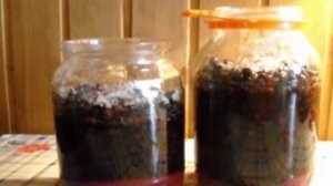 Желе из черной смородины 5-минутка