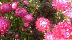 Уже не лето в моем саду...Но буйство красок 🏵️🍁🌾🌿