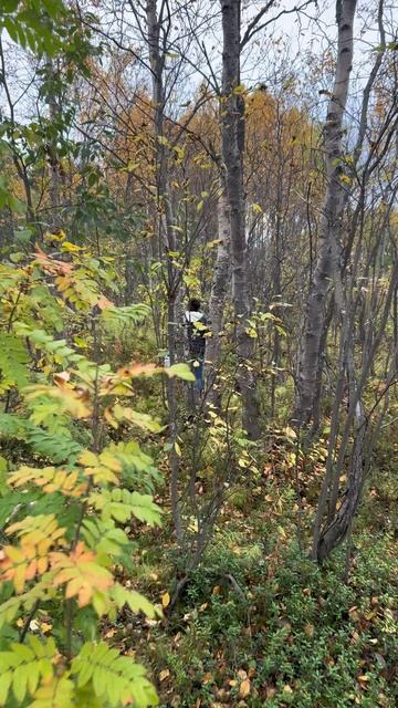 Дары севера Telegram: GSMCorporation