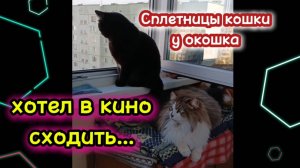 Кошки с озвучкой.