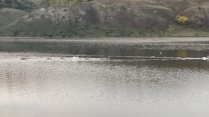 Лебеди на пруду