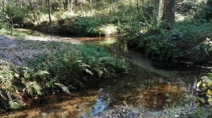 Источник Никола-Ключ Городец: Осень