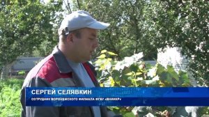 Чем опасна мучнистая роса на винограде, и как от неё избавиться?