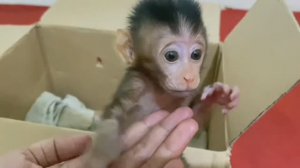 Обезьянка найдёныш оживает в доме цыпленыш Вылезает из коробки на руки Пищит кушать Пьет молоко из б
