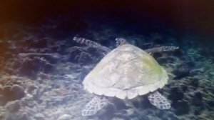 Упростили до неприличия отношение к любви. читает автор Богдан Бандура.