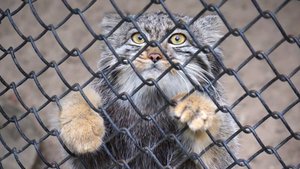 Котенок мамы Мии делает высокие, бесстрашные и опасные прыжки.