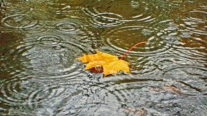 Дождь и осеннее утро