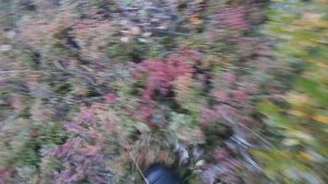 В тундре 10.09.2025 101