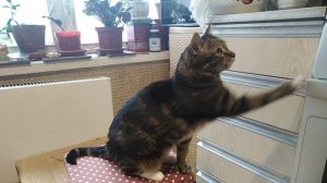 Веселый Тошка