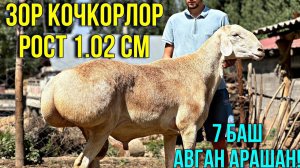 ЗОР АВГАН АРАШАН КОЧКОРЛОР ЧЫКТЫ #байтв
