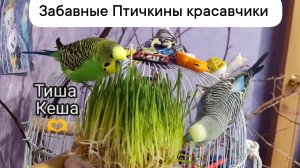 Будни птичек! Птичкины красавчики!