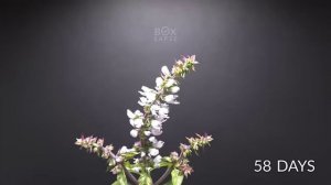 5583 days (15,3 years) of growing in total. This is a compilation of some of my favorite videos I've