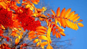 23 сентября Рябиновый дождь Народные приметы и поверья