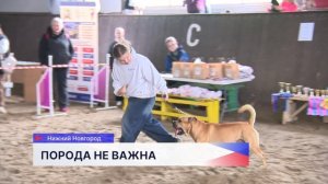 Фестиваль собак без породы «Для дружбы не важна порода» состоялся в зооцентре «Надежда»