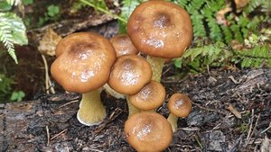 Спринтерский забег по опятным коврам