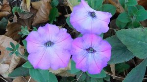 21..09..2025  кмр   (25)