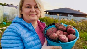🥔КАРТОФЕЛЬ ПОД СЕНОМ-РАСТЕТ 🎊🔥🟣