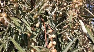 Полезный чай из Лоха узколистого #собираем #чайный #сентябрь #делайкакя