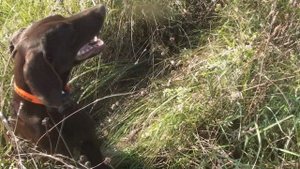 курцхаар Женева делает успехи.