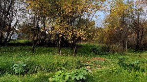 Осень златая