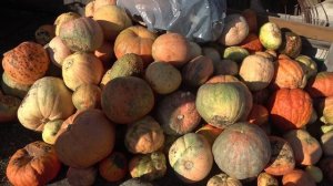 Country life в сентябре 2025 09 23 16 2 1 31